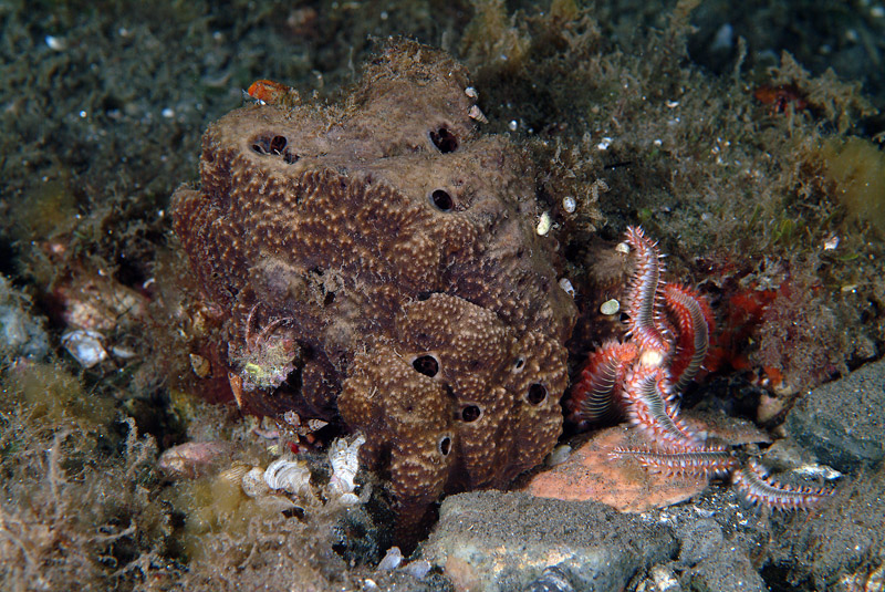 Ircinia sp.